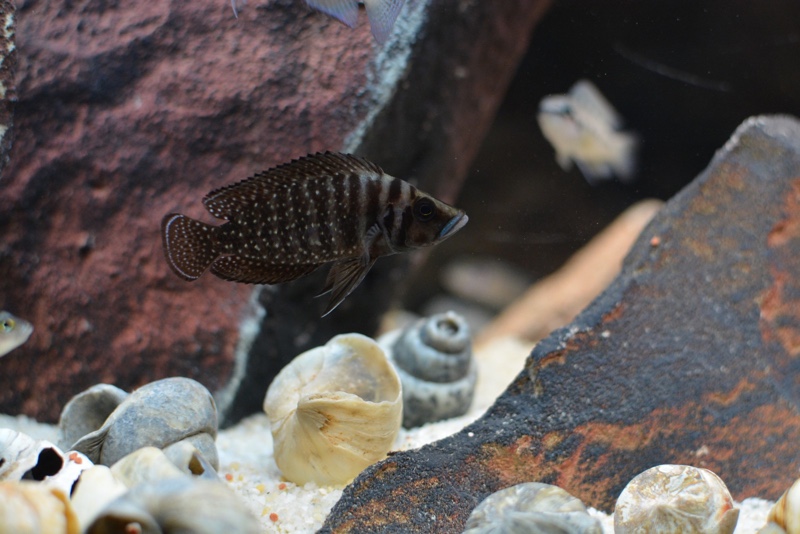 Altolamprologus calvus 'Black Congo'